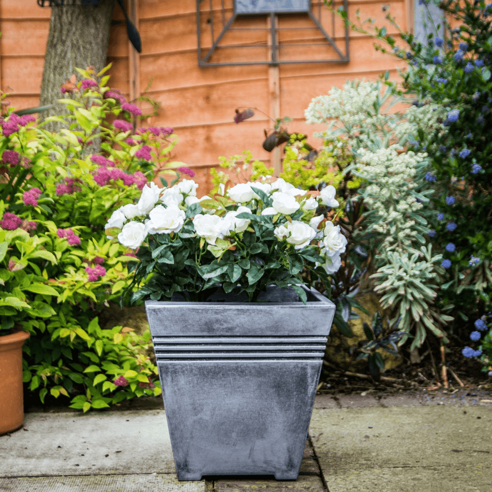 pewter square plant pot on patio garden space with rose bush inside and vibrant, colourful plants and foliage to the background