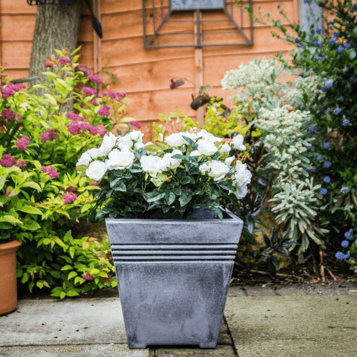 pewter square plant pot on patio garden space with rose bush inside and vibrant, colourful plants and foliage to the background