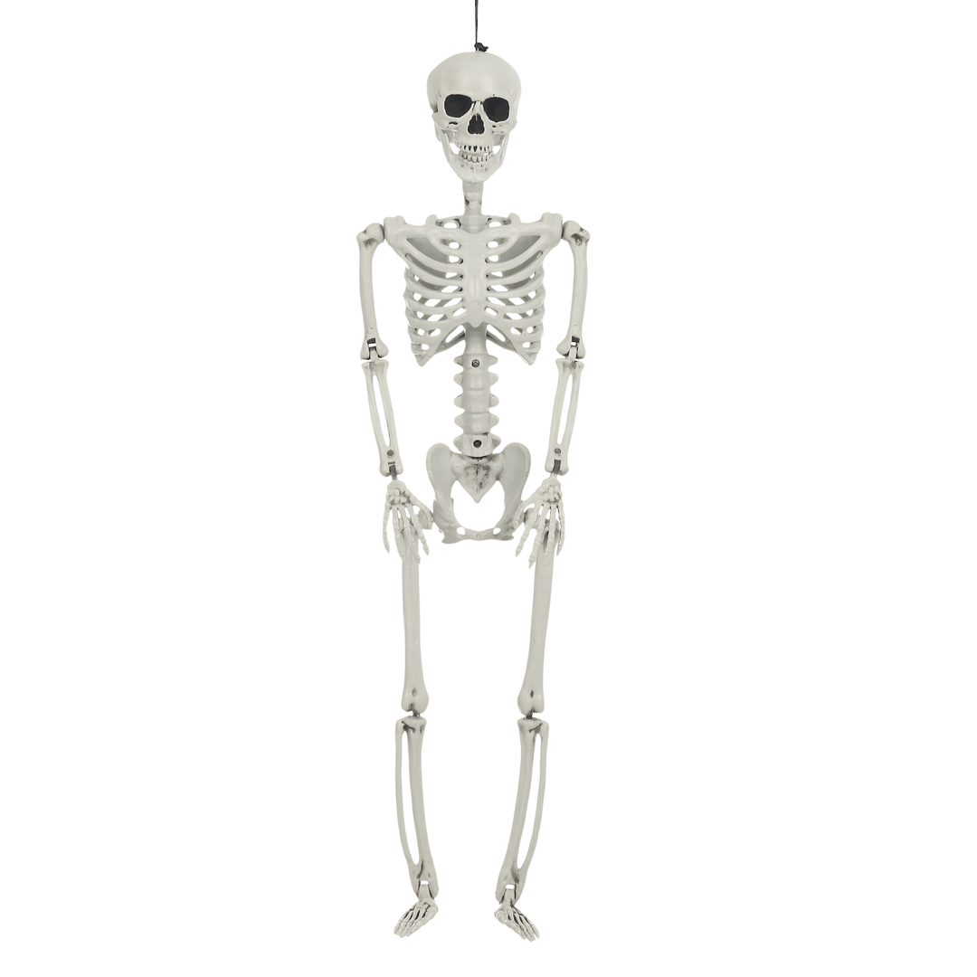 hanging 84cm skeleton on white background