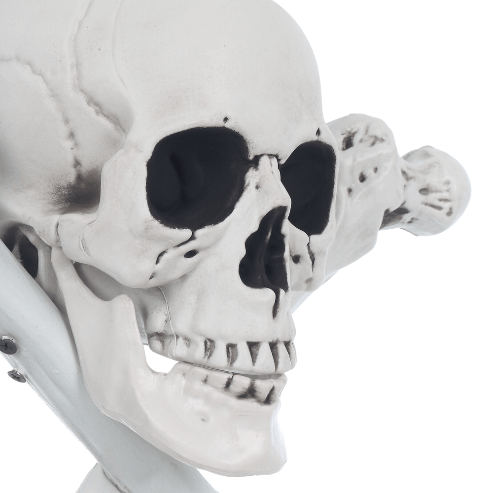 detail shot of white skull heat with black eye and nose sockets