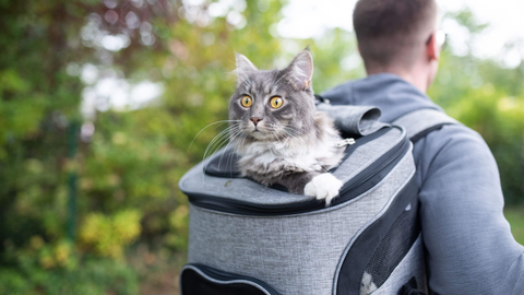 Pet Carriers & Kennels