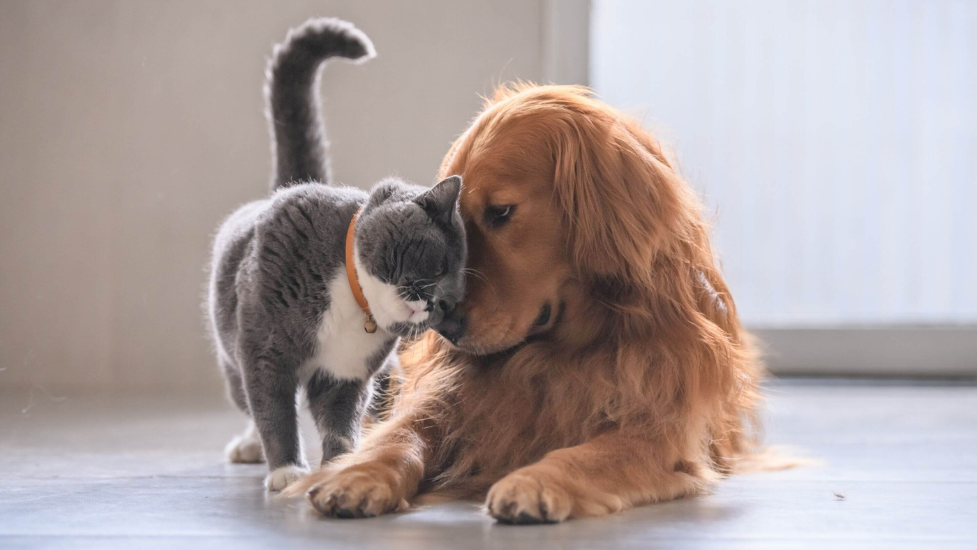 dog and cat playing with each other in the living room