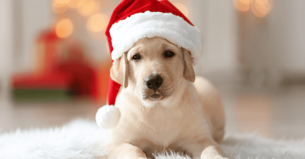 christmas puppy in front christmas lights wearing christmas santa hat