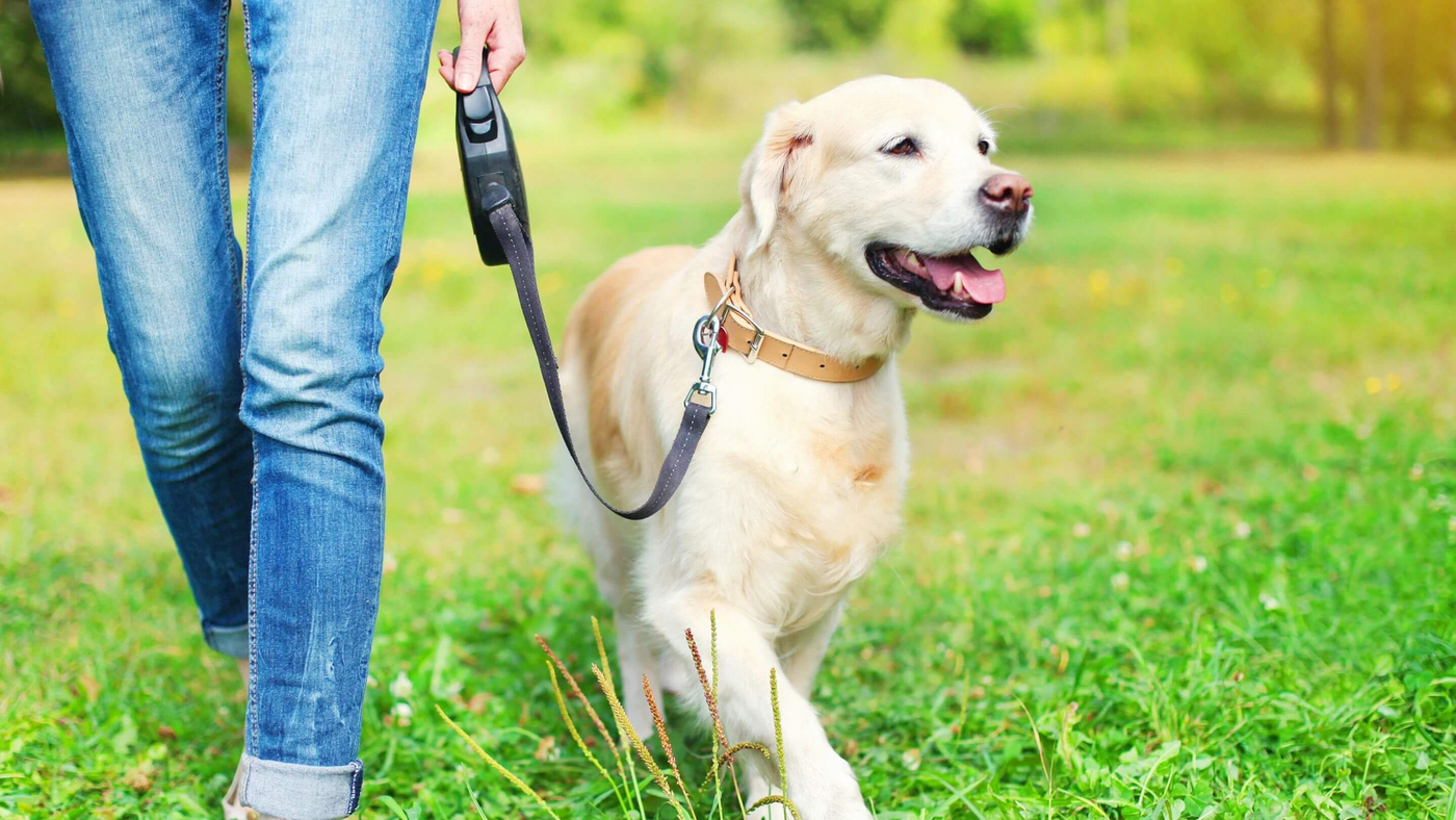 dog being walked in the park with a retractable pet leash