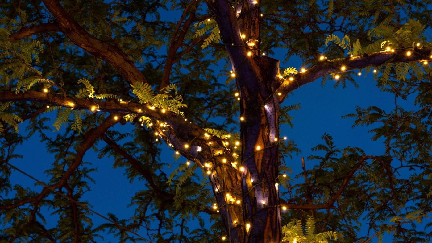 warm white fairy lights wrapped around a large tree in a garden at night