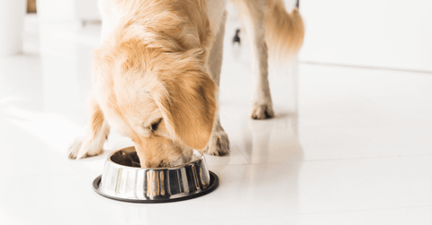 Pet Accessories