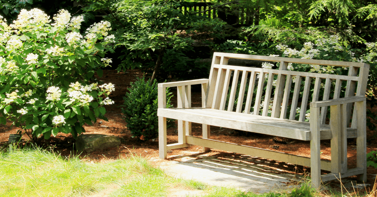 wooden bench in garden area beside large bush featuring white flowers