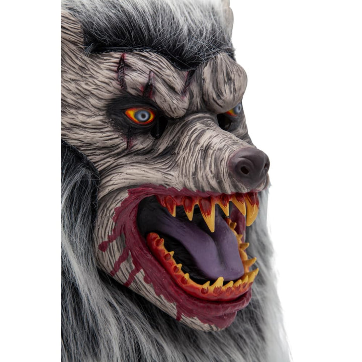 Werewolf mask with bloodthirsty expression and reliastic teeth on a white background
