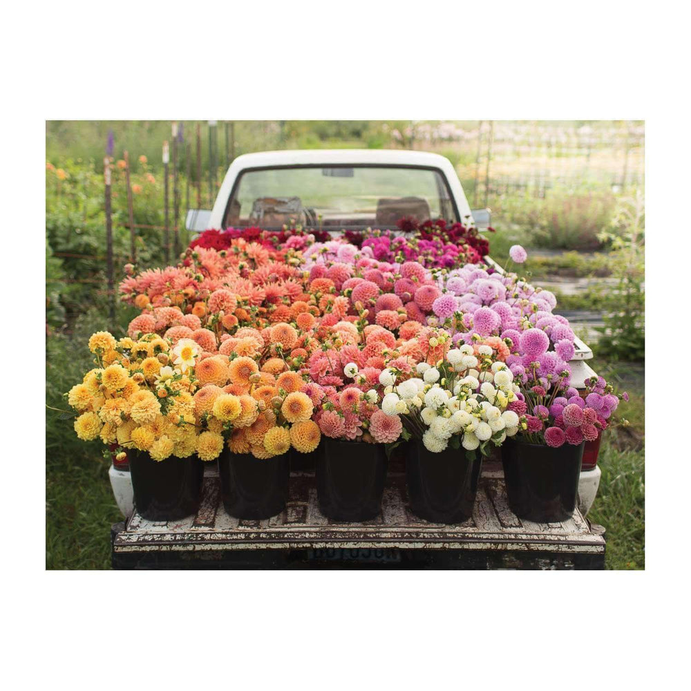 Buckets of dahlia flowers sitting on the back of a pickup truck