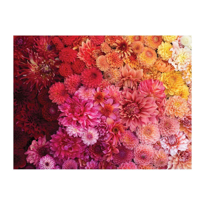 CLose up of tightly packed dahlia flowers