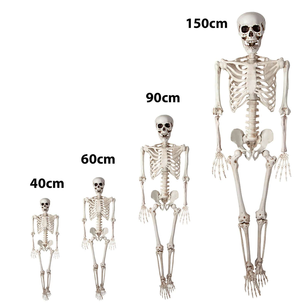 Set of four skeletons of different sizes with measurements on a white background