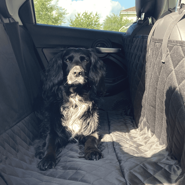 shot of small black dog resting in car on protective cover